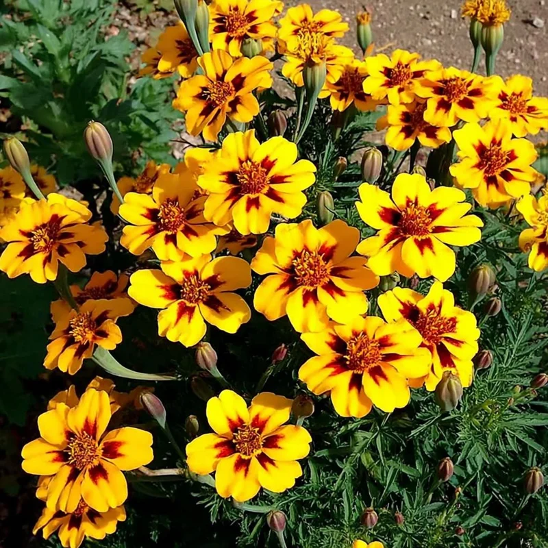Dainty Marietta French Marigold Seeds - 200 Count - Gold, Orange, Red Blooms - Outdoor Annual - Image 1