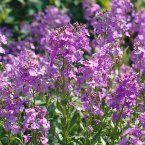 Dames Rocket Seeds - 300 Heirloom Hesperis matronalis Flower Seeds for Pollinators - Image 1