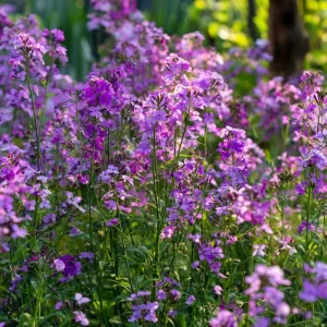 Dames Rocket Seeds - 300 Heirloom Hesperis matronalis Flower Seeds for Pollinators - Image 5