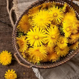 Dandelion Seeds - 50 Count Taraxacum officinale - Edible & Medicinal Herb - Image 2