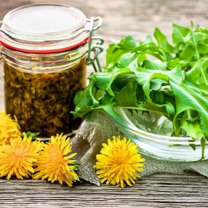 Dandelion Seeds - 50 Count Taraxacum officinale - Edible & Medicinal Herb - Image 4