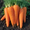 Danvers 126 Carrot Seeds - Classic Sweet Flavor, High Yield, 150 Seed Packet - Image 1