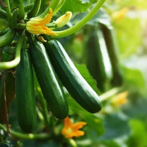 Dark Green Zucchini Seeds - Heirloom Summer Squash - 25 Seeds for Garden - Image 3