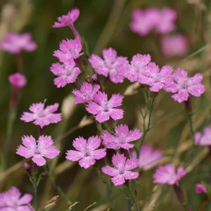 Deptford Pink Seeds - Dianthus armeria Wildflower Seeds 100 Count - Pollinator Friendly - Image 3