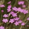 Deptford Pink Seeds - Dianthus armeria Wildflower Seeds 100 Count - Pollinator Friendly - Image 1