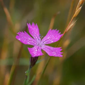 Deptford Pink Seeds - Dianthus armeria Wildflower Seeds 100 Count - Pollinator Friendly - Image 4