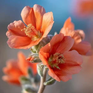Desert Globemallow Seeds - Sphaeralcea ambigua Wildflower, 100 Seeds, Drought-Tolerant Perennial - Image 2