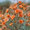 Desert Globemallow Seeds - Sphaeralcea ambigua Wildflower, 100 Seeds, Drought-Tolerant Perennial - Image 1