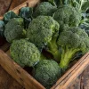 Di Cicco Broccoli Seeds – Heirloom Italian Variety, 200 Seeds, Easy-to-Grow - Image 1