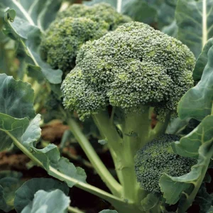 Di Cicco Broccoli Seeds – Heirloom Italian Variety, 200 Seeds, Easy-to-Grow - Image 2