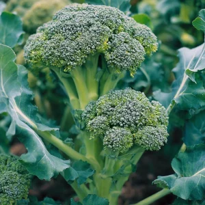 Di Cicco Broccoli Seeds – Heirloom Italian Variety, 200 Seeds, Easy-to-Grow - Image 3
