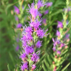 Dotted Blazing Star Seeds - Liatris punctata - 25 Seeds for Pollinators & Arrangements - Image 2