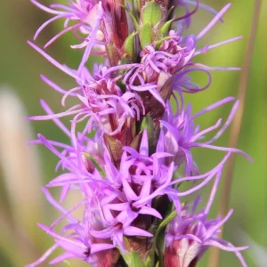 Dotted Blazing Star Seeds - Liatris punctata - 25 Seeds for Pollinators & Arrangements - Image 3