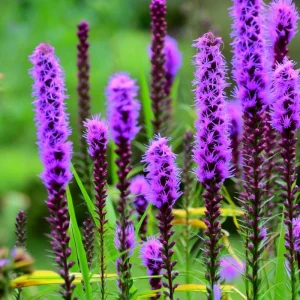 Dotted Blazing Star Seeds - Liatris punctata - 25 Seeds for Pollinators & Arrangements - Image 4