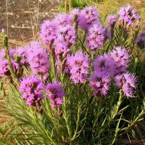 Dotted Blazing Star Seeds - Liatris punctata - 25 Seeds for Pollinators & Arrangements - Image 1