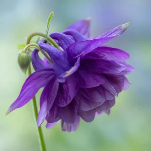 Double Mixed Columbine Seeds - 100 Seeds, Vibrant Multi-Colored Perennial Flowers, Pollinator Friendly - Image 2