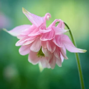Double Mixed Columbine Seeds - 100 Seeds, Vibrant Multi-Colored Perennial Flowers, Pollinator Friendly - Image 3