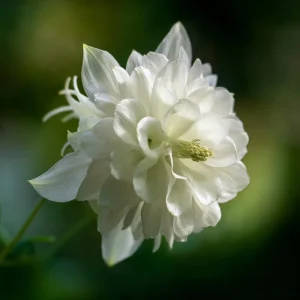 Double Mixed Columbine Seeds - 100 Seeds, Vibrant Multi-Colored Perennial Flowers, Pollinator Friendly - Image 4