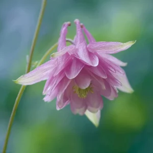 Double Mixed Columbine Seeds - 100 Seeds, Vibrant Multi-Colored Perennial Flowers, Pollinator Friendly - Image 5