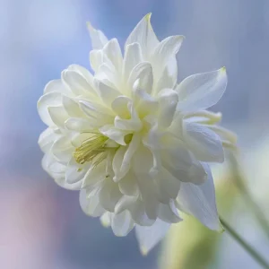 Double Mixed Columbine Seeds - 100 Seeds, Vibrant Multi-Colored Perennial Flowers, Pollinator Friendly - Image 6