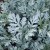 Dusty Miller Seeds - 200 Pack, Silvery Foliage Ornamental Plant for Garden - Image 1