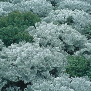 Dusty Miller Seeds - 200 Pack, Silvery Foliage Ornamental Plant for Garden - Image 2