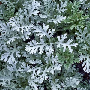 Dusty Miller Seeds - 200 Pack, Silvery Foliage Ornamental Plant for Garden - Image 3
