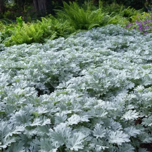 Dusty Miller Seeds - 200 Pack, Silvery Foliage Ornamental Plant for Garden - Image 4