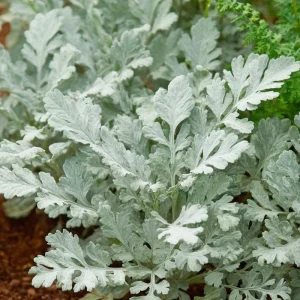 Dusty Miller Seeds - 200 Pack, Silvery Foliage Ornamental Plant for Garden - Image 5