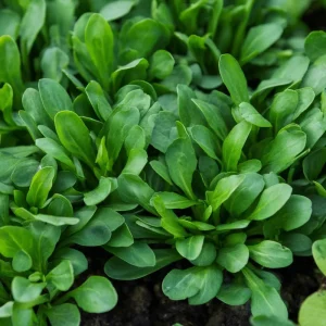 Dutch Corn Salad Seeds - Heirloom Mâche, Cold-Hardy Green - 200 Seeds - Image 5