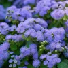 Dwarf Blue Mink Ageratum Seeds - 120 Count - Fluffy Blue Blooms - Pollinator Friendly - Outdoor Annual - Image 1