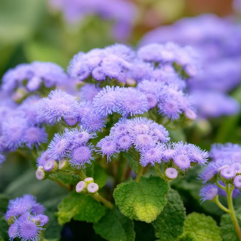 Dwarf Blue Mink Ageratum Seeds - 120 Count - Fluffy Blue Blooms - Pollinator Friendly - Outdoor Annual - Image 2