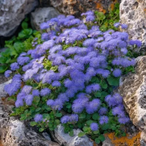 Dwarf Blue Mink Ageratum Seeds - 120 Count - Fluffy Blue Blooms - Pollinator Friendly - Outdoor Annual - Image 3