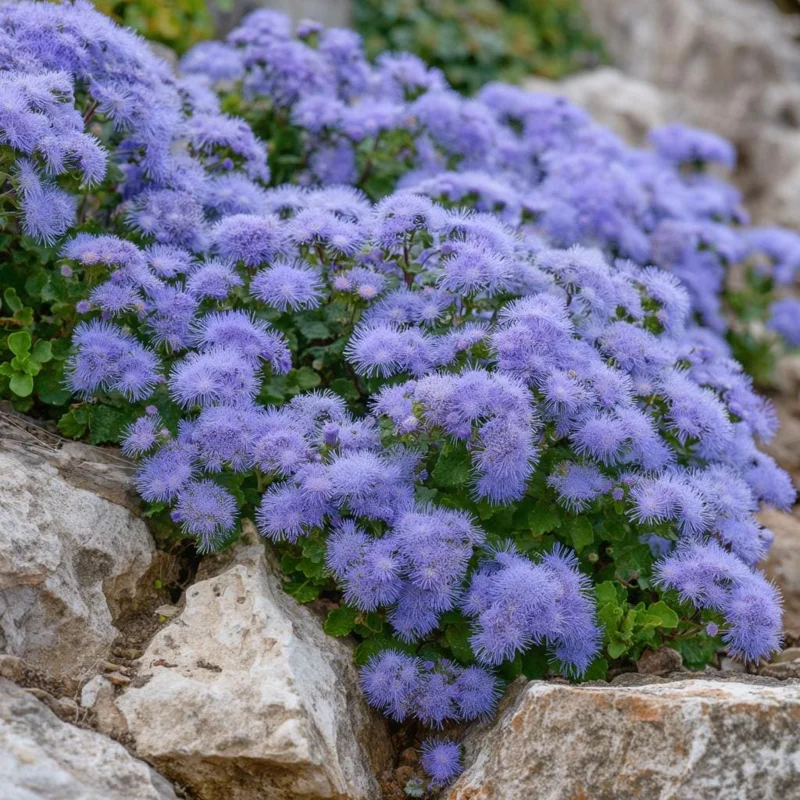 Dwarf Blue Mink Ageratum Seeds - 120 Count - Fluffy Blue Blooms - Pollinator Friendly - Outdoor Annual - Image 5