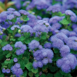 Dwarf Blue Mink Ageratum Seeds - 120 Count - Fluffy Blue Blooms - Pollinator Friendly - Outdoor Annual - Image 6
