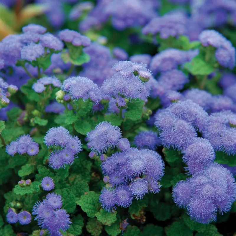 Dwarf Blue Mink Ageratum Seeds - 120 Count - Fluffy Blue Blooms - Pollinator Friendly - Outdoor Annual - Image 6