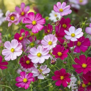 Dwarf Cosmos Seeds Fairy Kiss Blend - 25 Seed Packet Rose, White, Pink, Magenta - Image 2