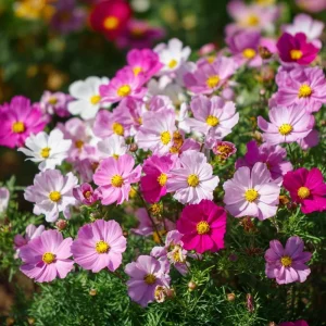 Dwarf Cosmos Seeds Fairy Kiss Blend - 25 Seed Packet Rose, White, Pink, Magenta - Image 3