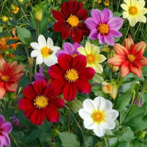 Dwarf Dahlia Seeds - 50 Count, Compact & Colorful Blooms for Garden & Containers - Image 2