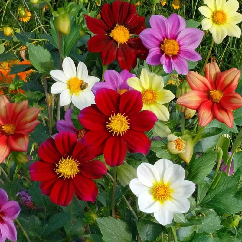 Dwarf Dahlia Seeds - 50 Count, Compact & Colorful Blooms for Garden & Containers - Image 2