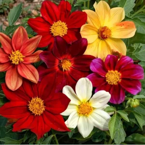 Dwarf Dahlia Seeds - 50 Count, Compact & Colorful Blooms for Garden & Containers - Image 3