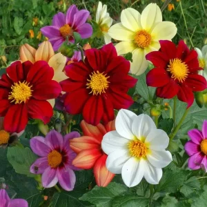 Dwarf Dahlia Seeds - 50 Count, Compact & Colorful Blooms for Garden & Containers - Image 4