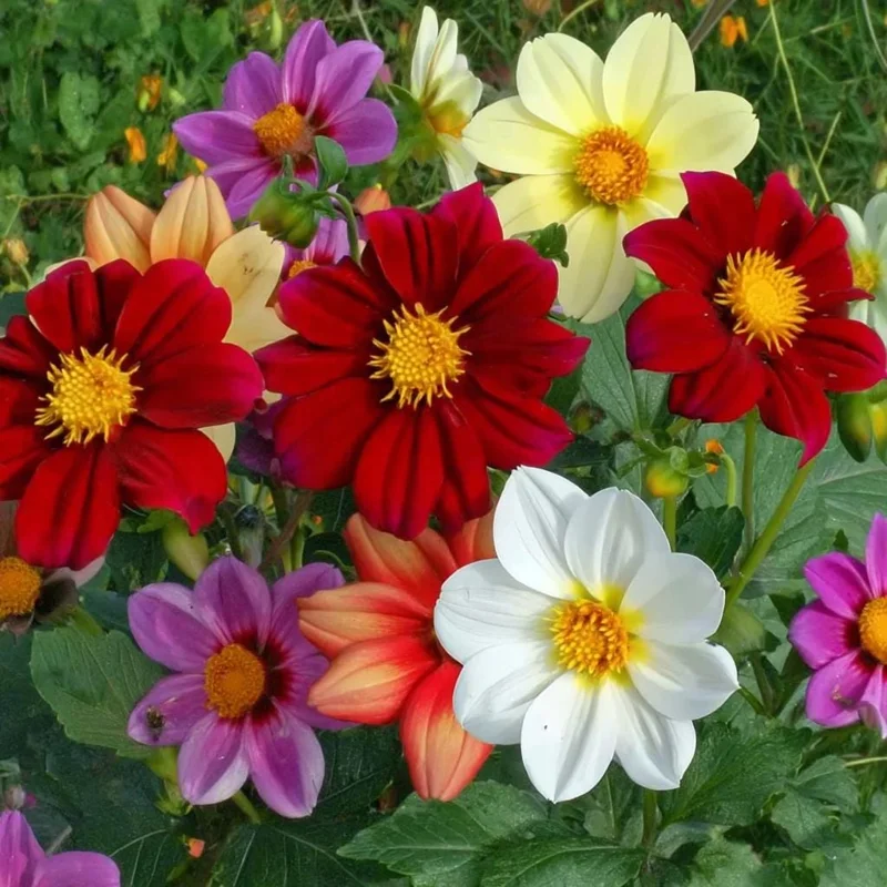 Dwarf Dahlia Seeds - 50 Count, Compact & Colorful Blooms for Garden & Containers - Image 4