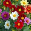 Dwarf Dahlia Seeds - 50 Count, Compact & Colorful Blooms for Garden & Containers - Image 1
