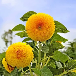 Dwarf Gold Sunflower Seeds - 30 Helianthus annuus Seeds for Containers & Gardens - Image 2
