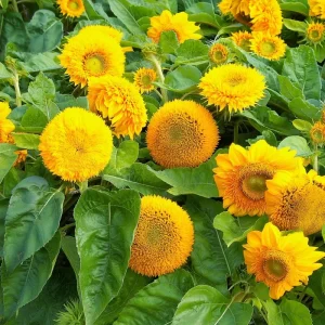 Dwarf Gold Sunflower Seeds - 30 Helianthus annuus Seeds for Containers & Gardens - Image 3