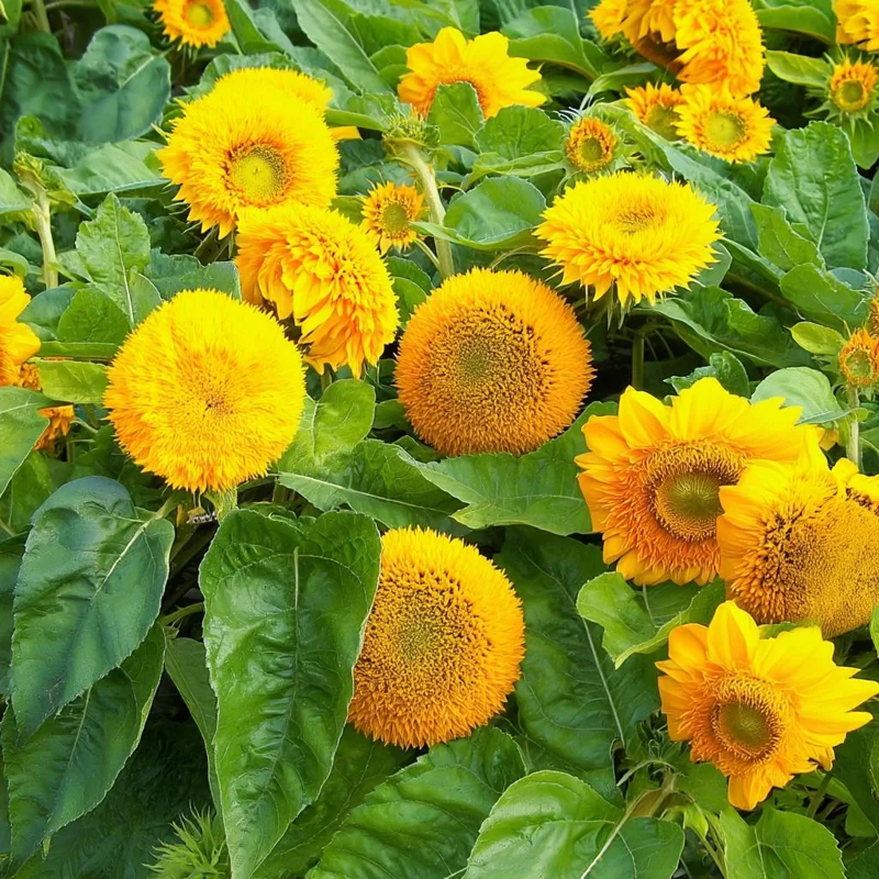 Dwarf Gold Sunflower Seeds - 30 Helianthus annuus Seeds for Containers & Gardens - Image 3