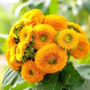 Dwarf Gold Sunflower Seeds - 30 Helianthus annuus Seeds for Containers & Gardens - Image 1
