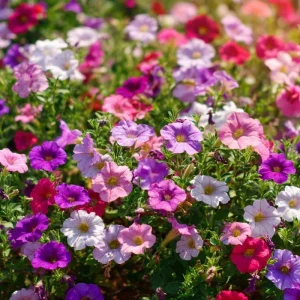 Dwarf Petunia Seed Mix - 250 Seeds, Compact Colorful Blooms, Easy-to-Grow - Image 2