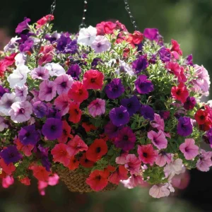 Dwarf Petunia Seed Mix - 250 Seeds, Compact Colorful Blooms, Easy-to-Grow - Image 3
